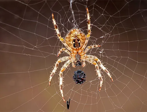 Dedetização de Aranha