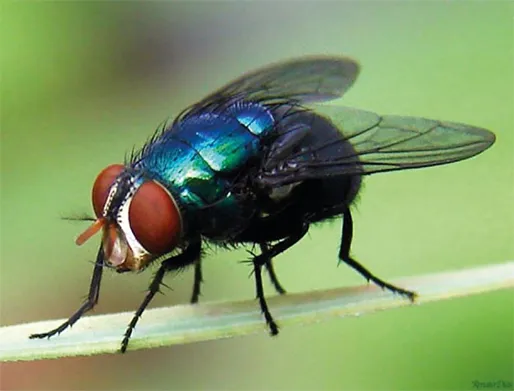 Dedetização de Mosca