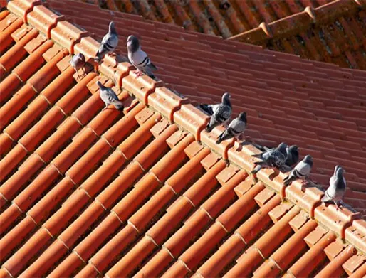 Dedetização de Pombo